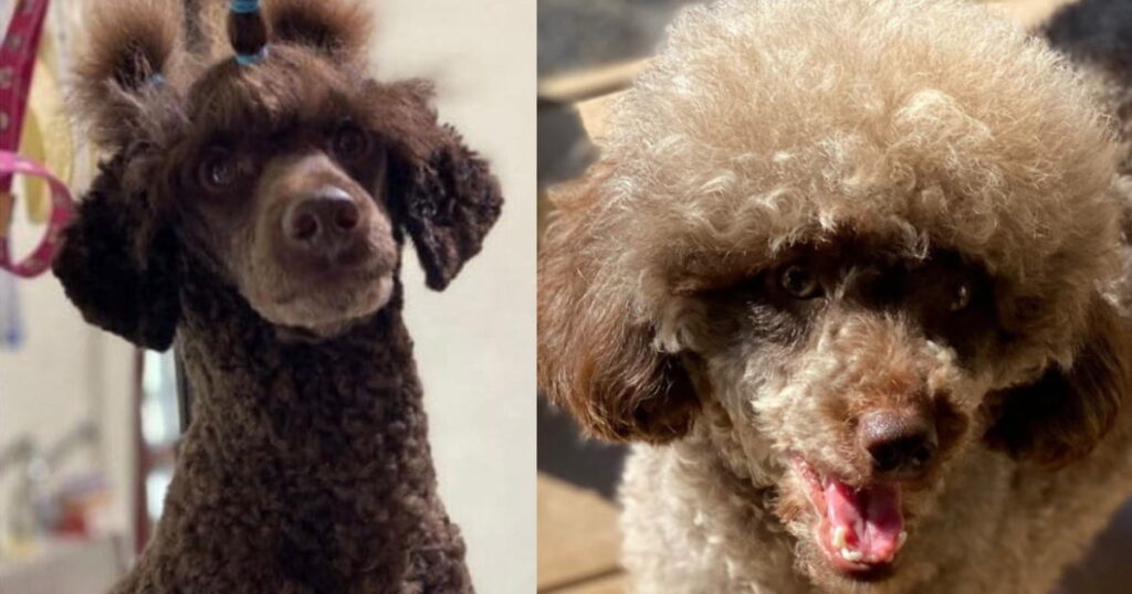 CN モーリス × CN ルー