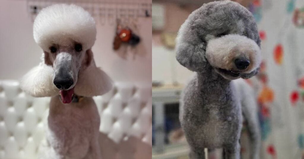 Chance Chanceの子犬達