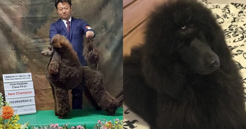 ヴァネッサの子犬達