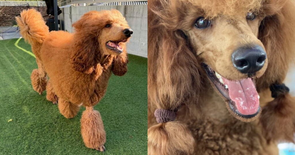 CN 翔くん × CN ハイジ