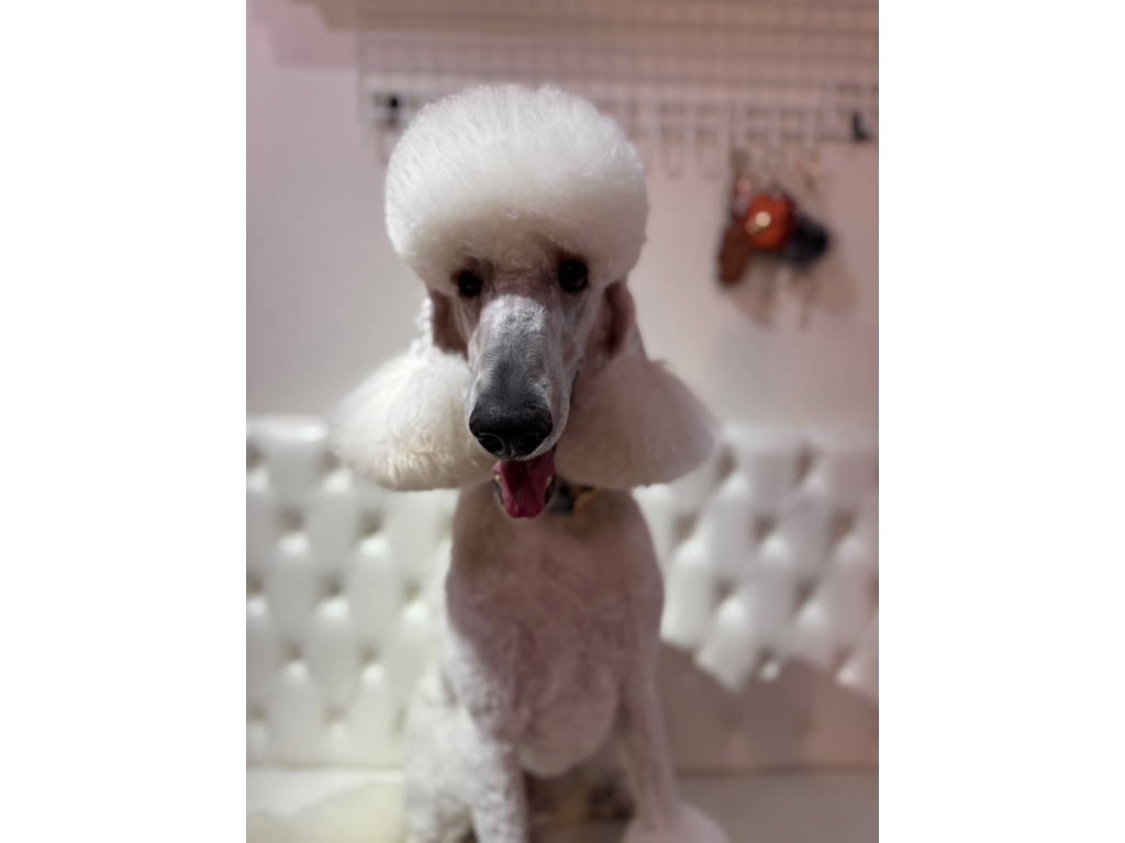 パパ犬：プロフィア