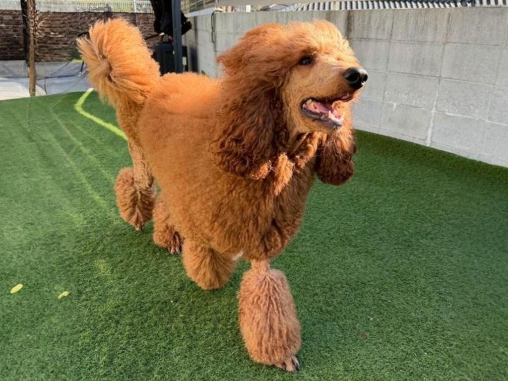 パパ犬 CN 翔くん