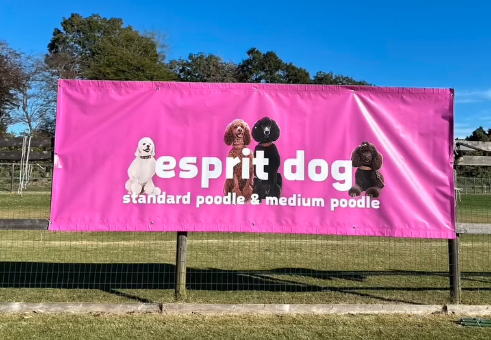 スタンダードプードル・ミディアムプードル専門ブリーダー｜esprit dog -エスプリドッグ-