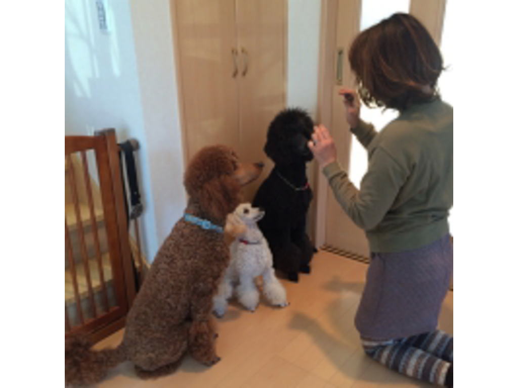 ブリーダー櫻井文恵｜愛玩動物飼養管理士2級｜esprit dog -エスプリドッグ-