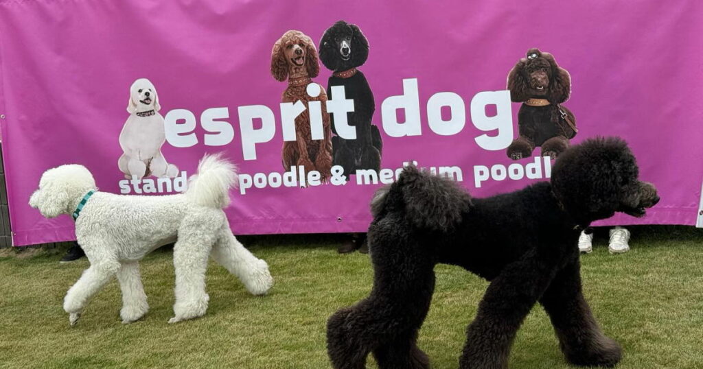 スタンダードプードル・ミディアムプードル専門ブリーダー｜esprit dog -エスプリドッグ-