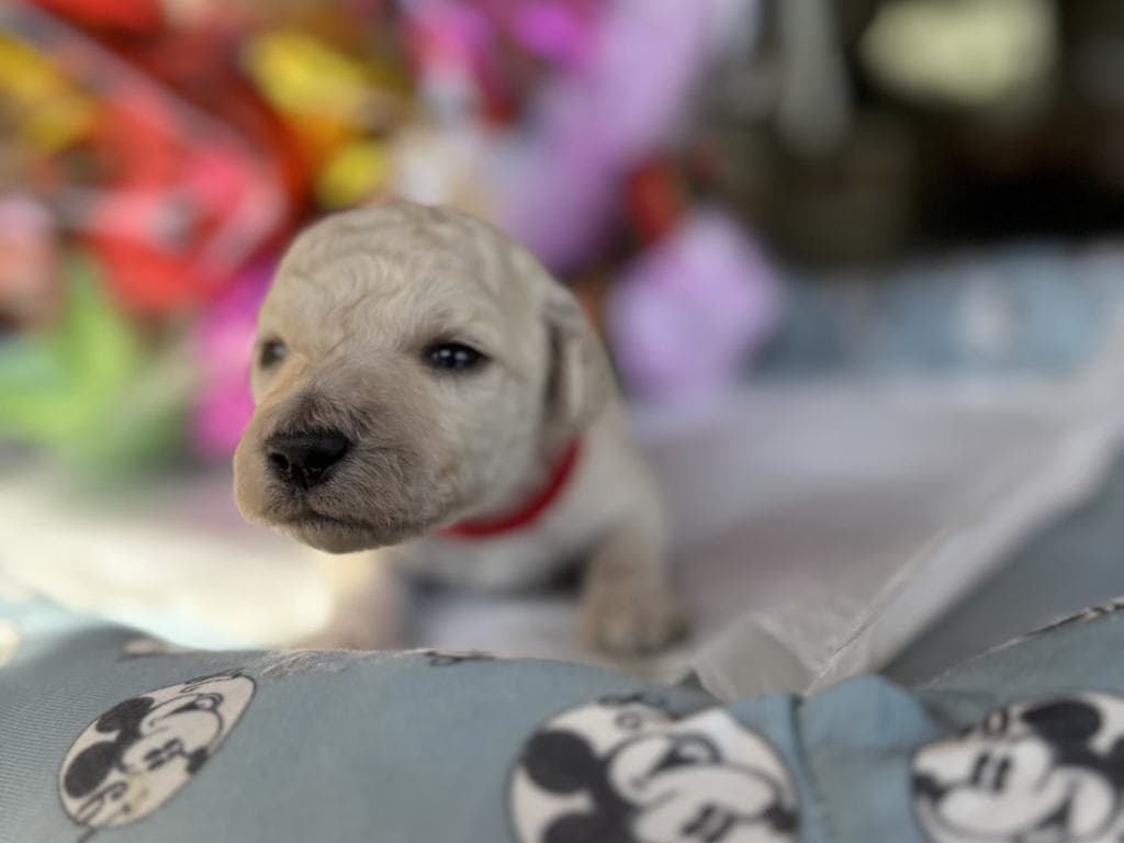 CN アカちゃん　2025.10.23生まれ