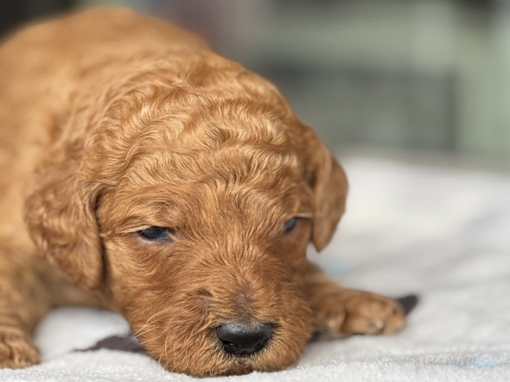 CN あかちゃん 2026.1.23生まれ