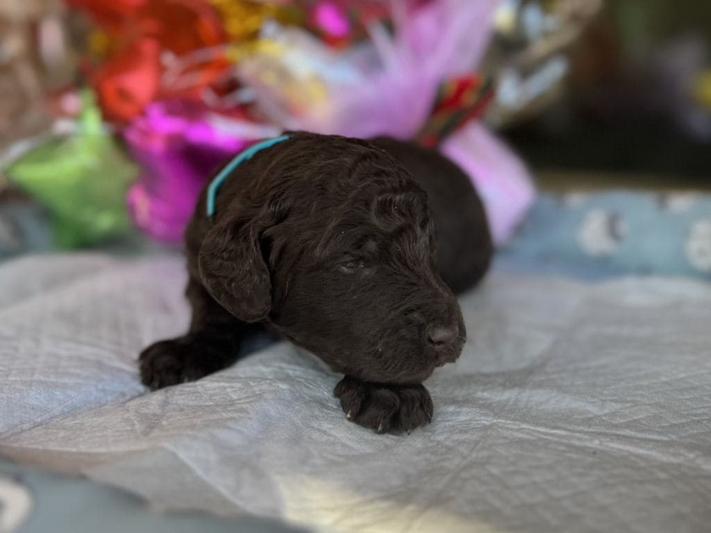 CN アオくん　2025.10.23生まれ