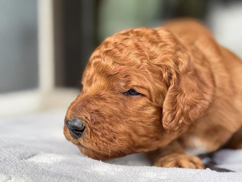 CN アオくん 2026.1.23生まれ