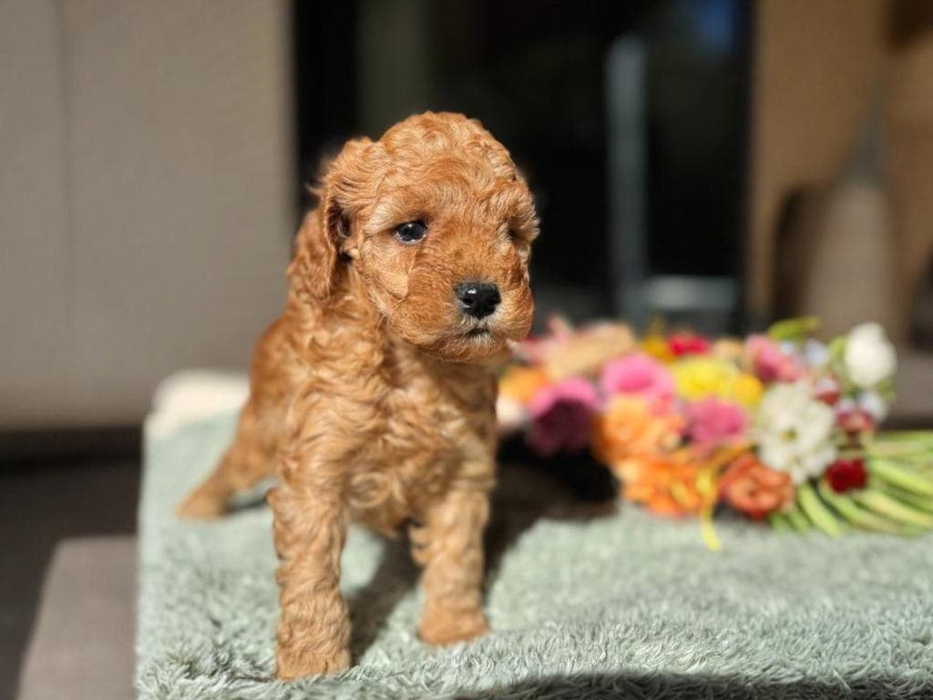 CN ちゃいろちゃん　2025.11.25生まれ