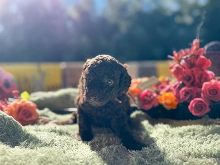 CN チェックちゃん　2025.12.03生まれ