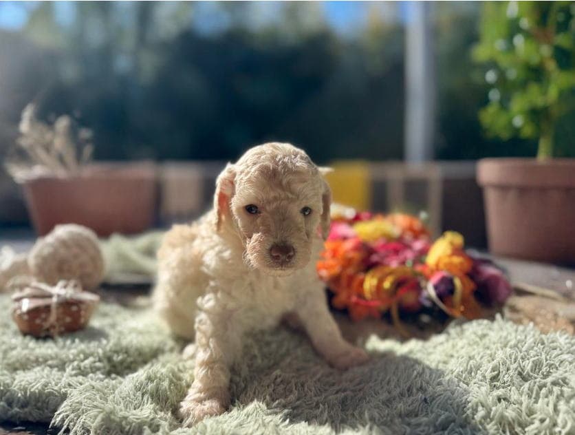 CN フォーンくん　2025.12.03生まれ