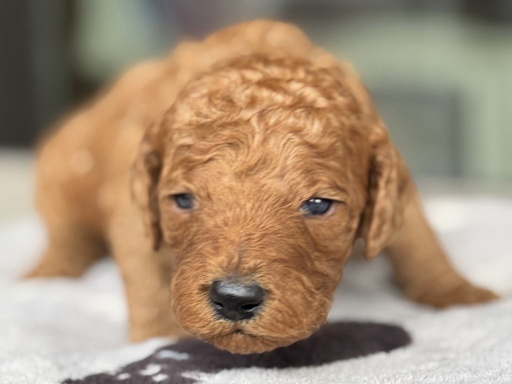 CN きいろくん 2026.1.23生まれ