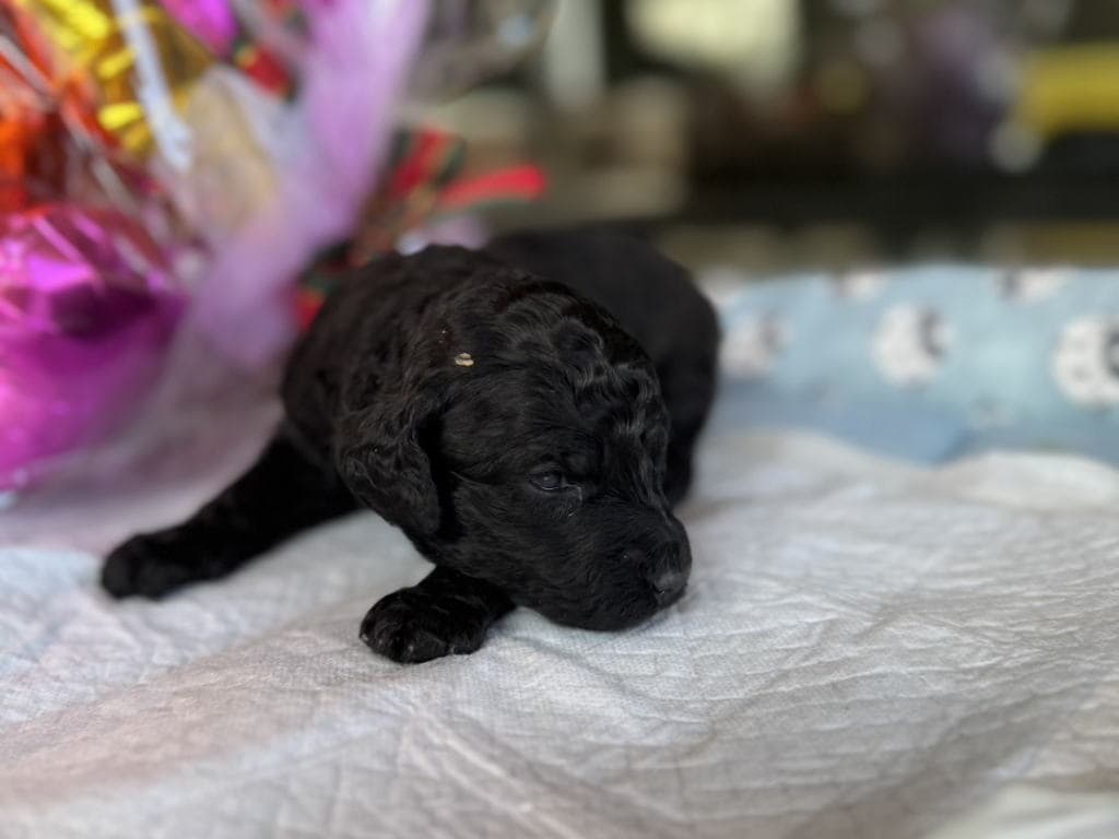 CN クロくん　2025.10.23生まれ