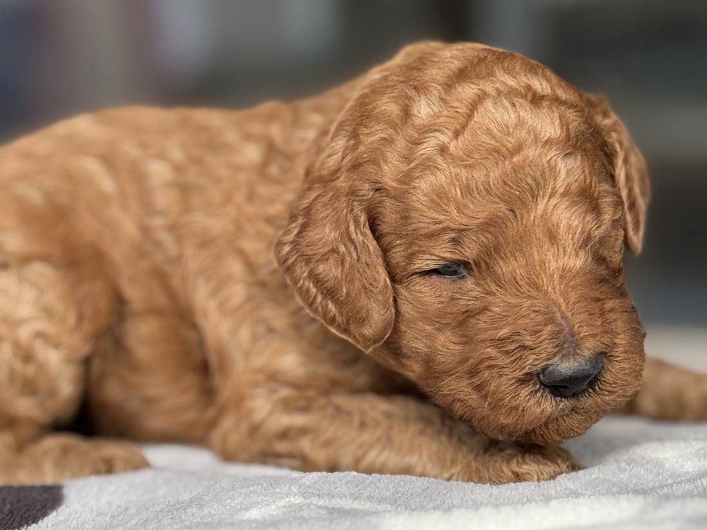 CN クロくん 2026.1.23生まれ