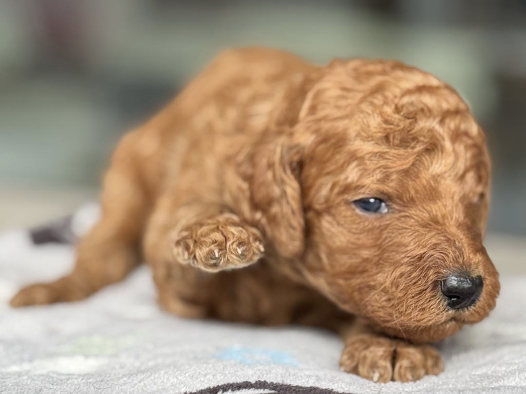 CN みどりくん 2026.1.23生まれ