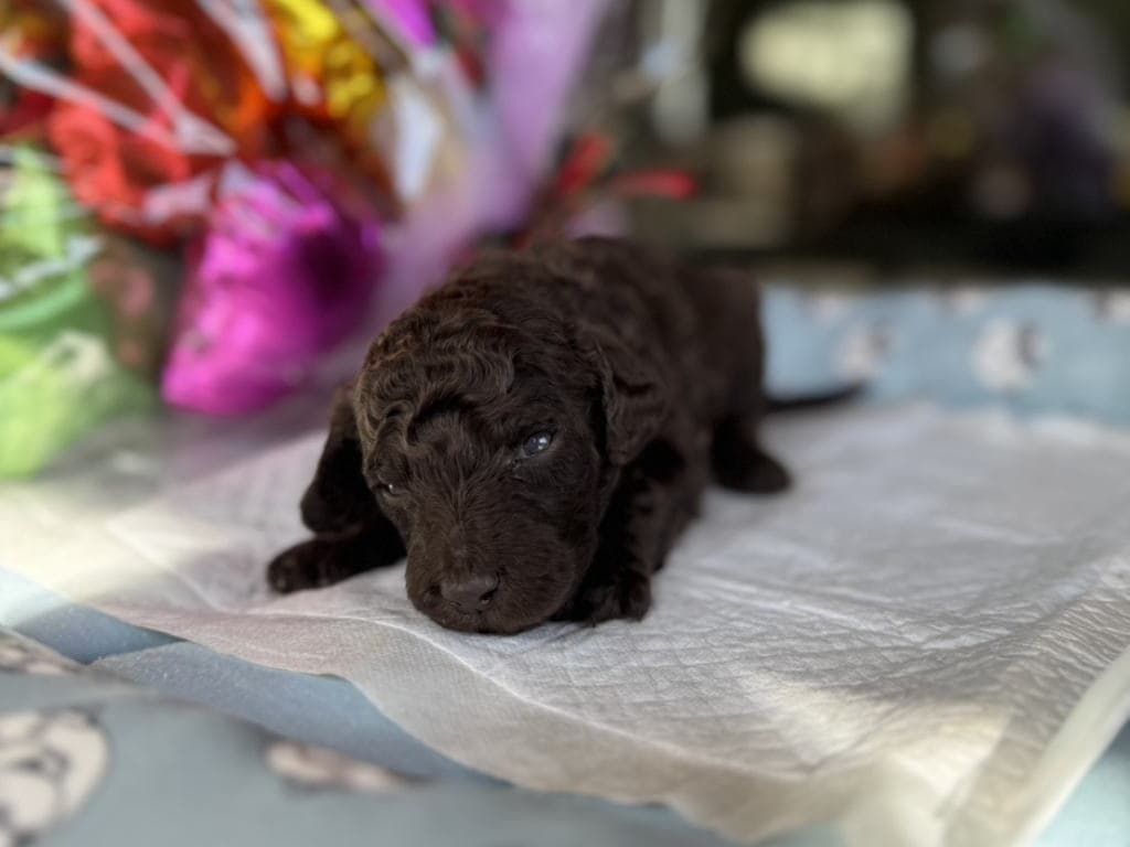 CN ムラサキくん　2025.10.23生まれ