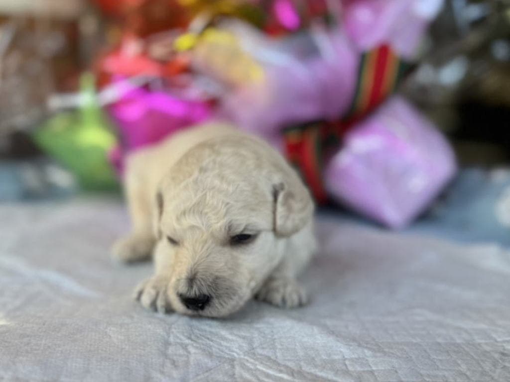 CN ねずくん　2025.10.23生まれ