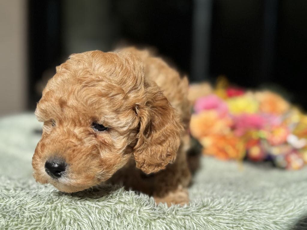 CN ピンクちゃん　2025.11.25生まれ