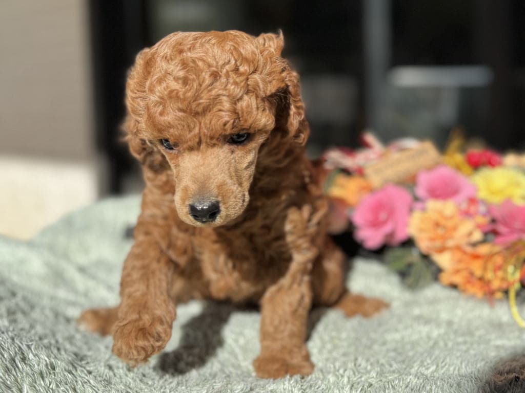 CN レッドくん　2025.11.25生まれ