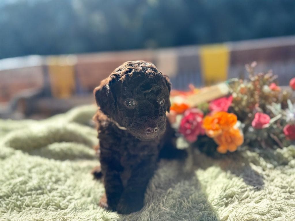 CN レッドくん　2025.12.03生まれ