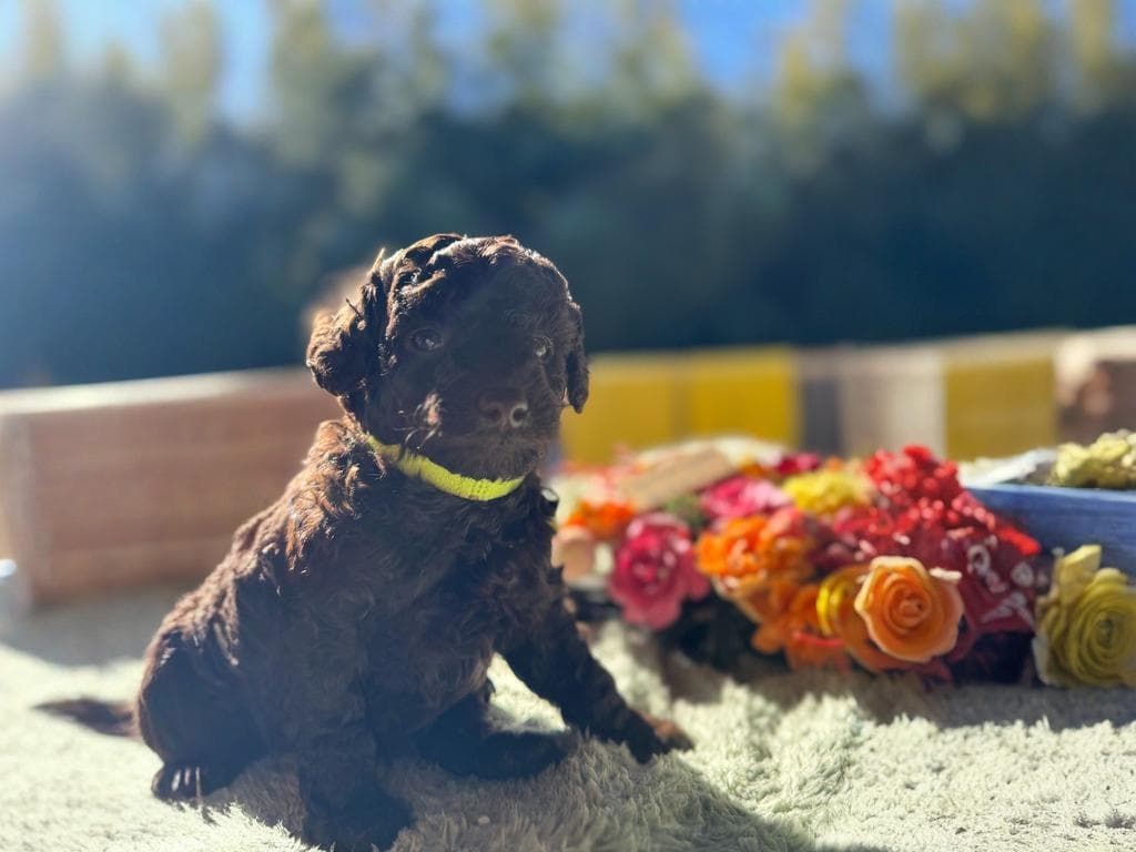 CN ストライプくん　2025.12.03生まれ