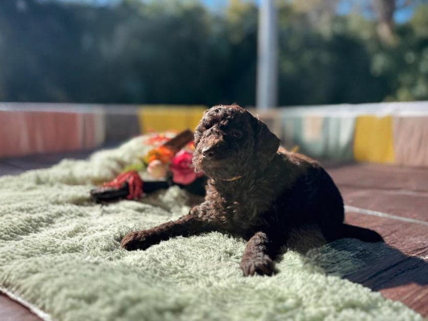 CN イエローちゃん　2025.12.03生まれ